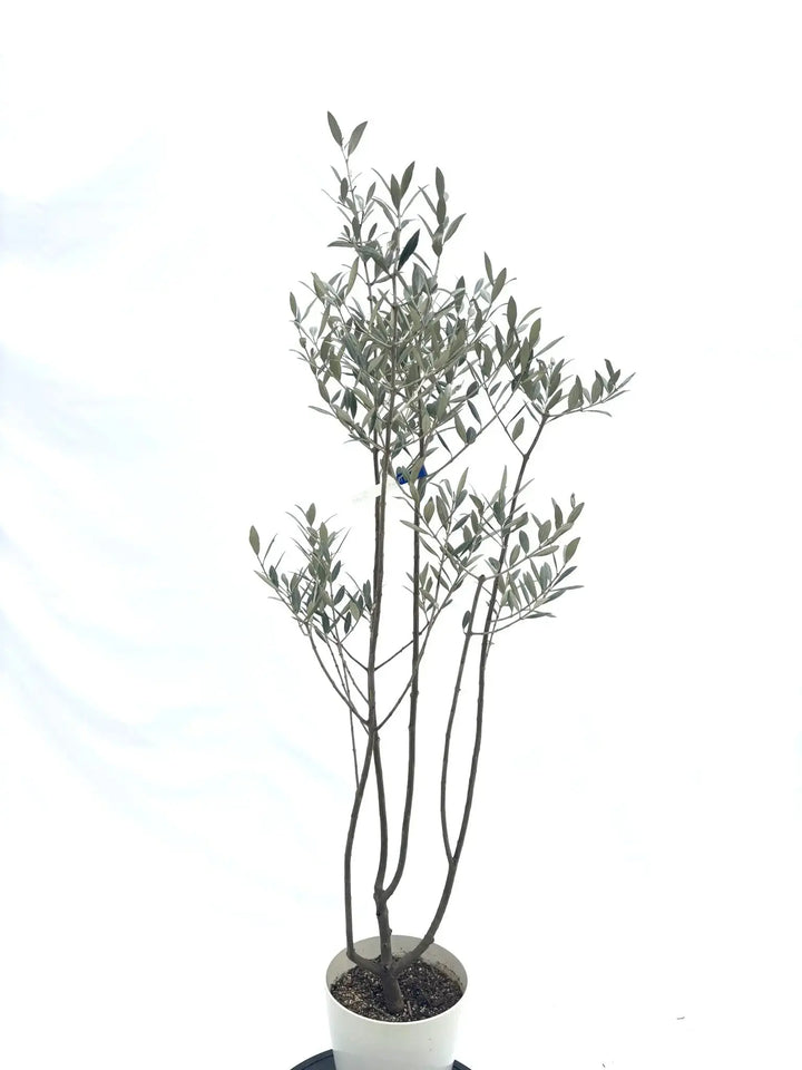 希少・銀葉】セントキャサリン（オリーブの木）〈直立型