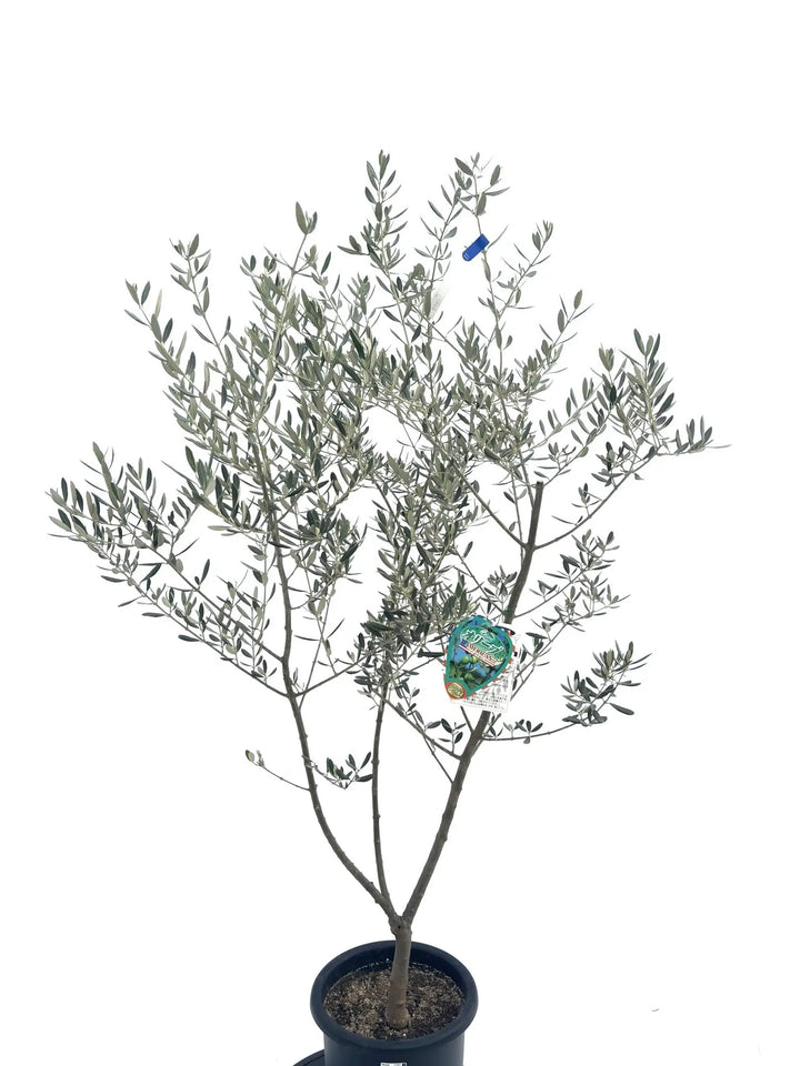 アメリカン Mサイズ 約150cm NO.10310 オリーブの木 - 株式会社鶴亀園