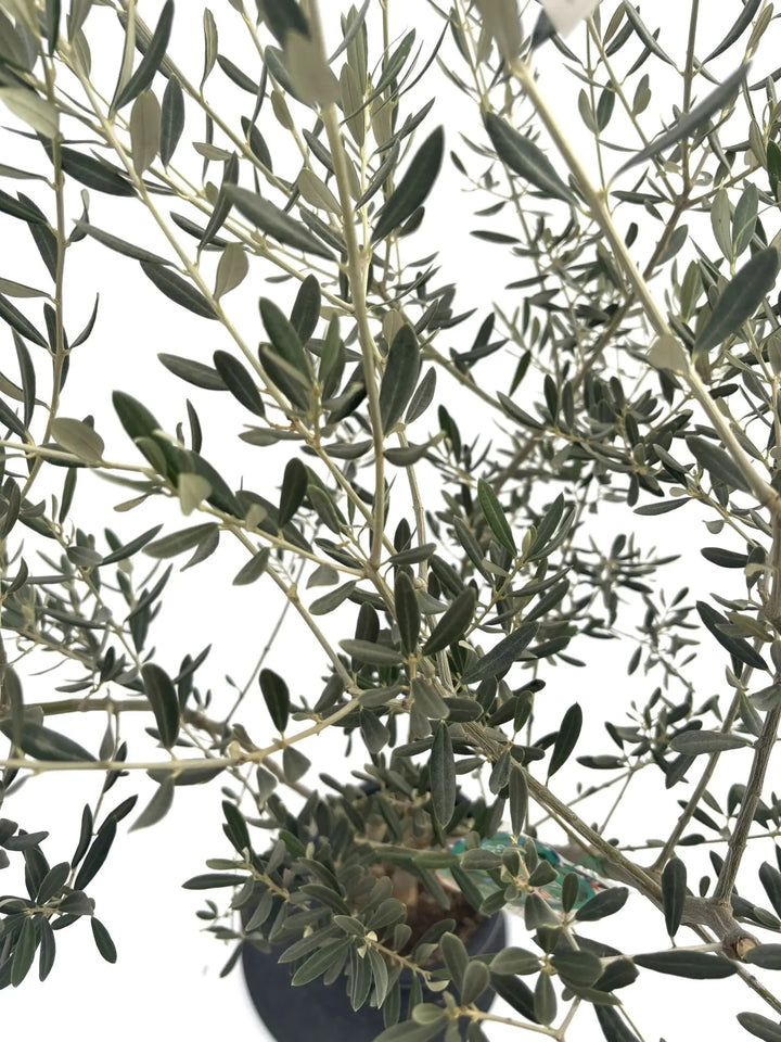 アメリカン Mサイズ 約150cm NO.10310 オリーブの木 - 株式会社鶴亀園