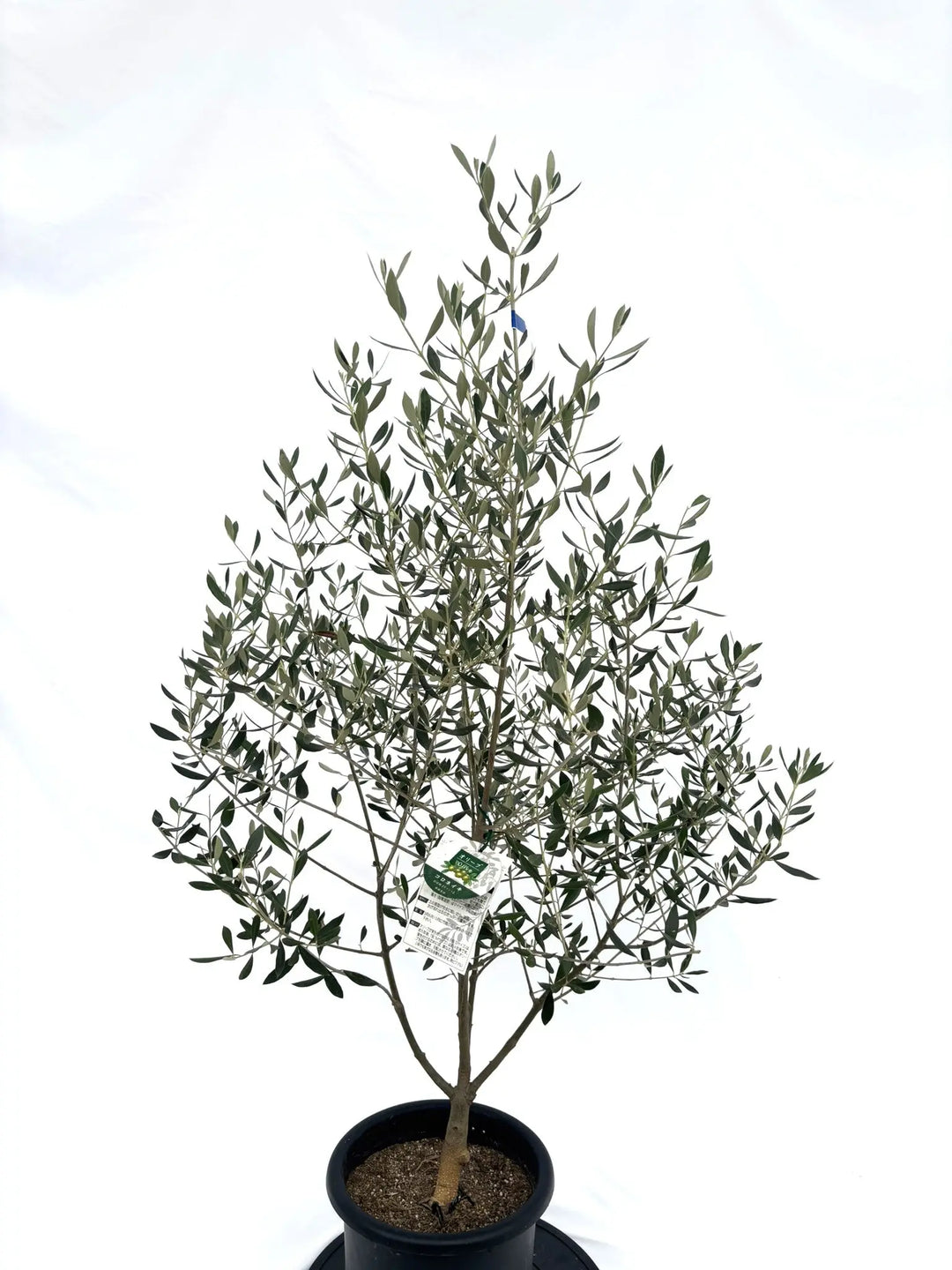 ④　オリーブの木　『コロネイキ』　15号　特大苗木最高等級　極上品‼️ ④ オリーブの木 『コロネイキ』 15号 特大苗木最高等級 極上品‼️