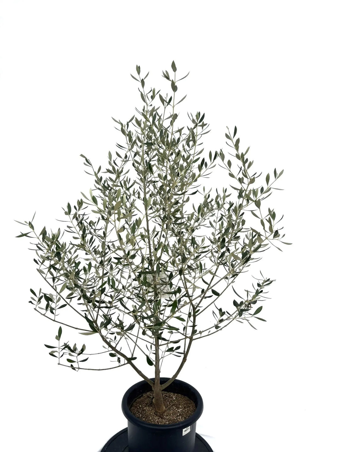 コロネイキ Mサイズ 約130cm NO.10314 オリーブの木 - 株式会社