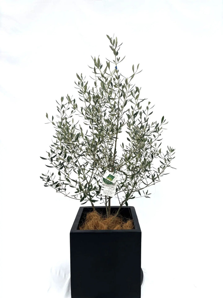 コロネイキ Mサイズ 約130cm NO.10314 オリーブの木 - 株式会社鶴亀園
