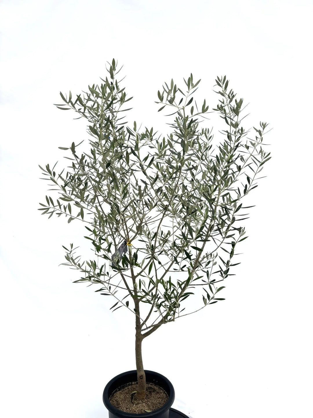 ネバディロブランコ Mサイズ 約140cm NO.10315 オリーブの木