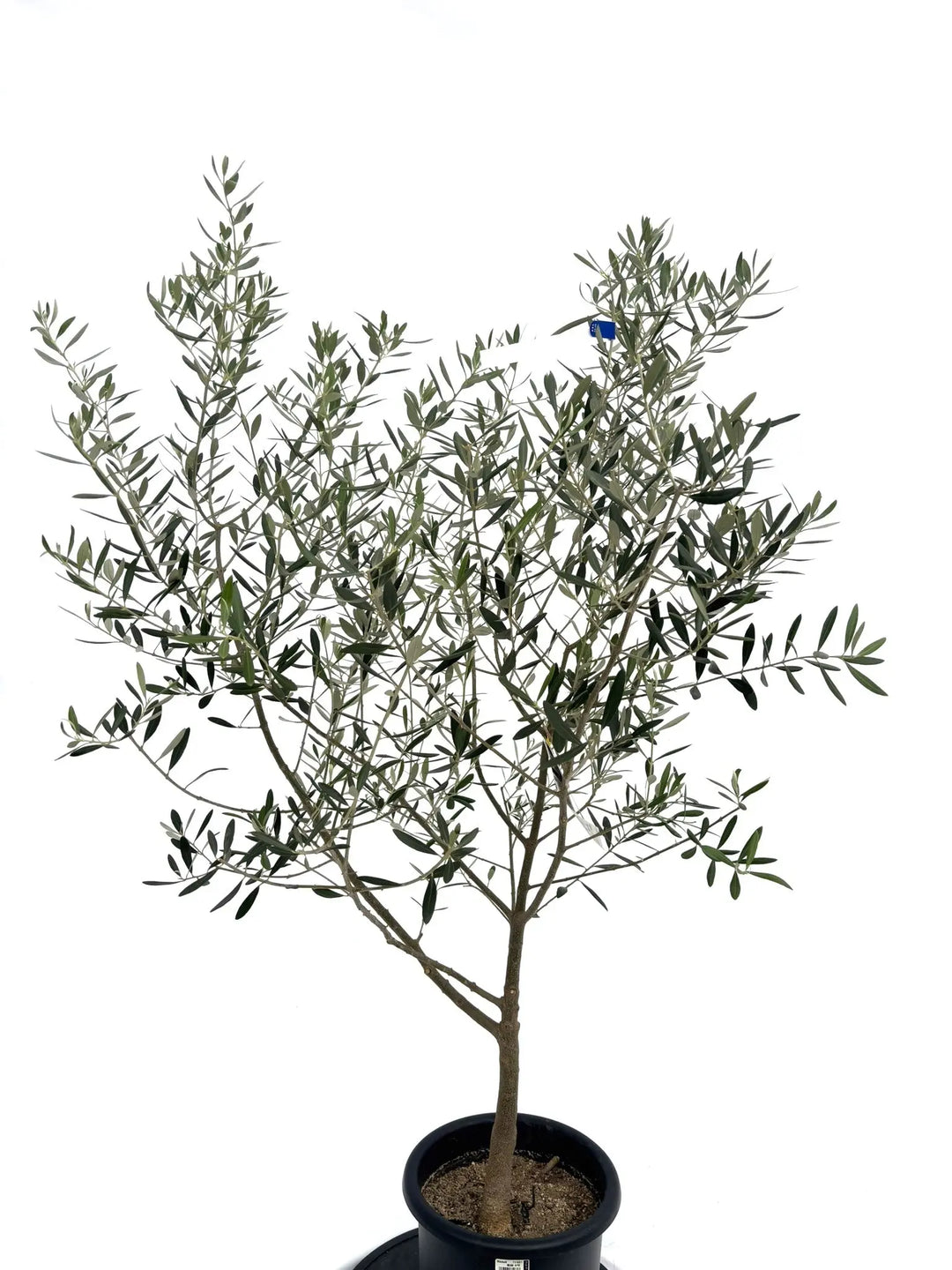 ネバディロブランコ Mサイズ 約140cm NO.10315 オリーブの木