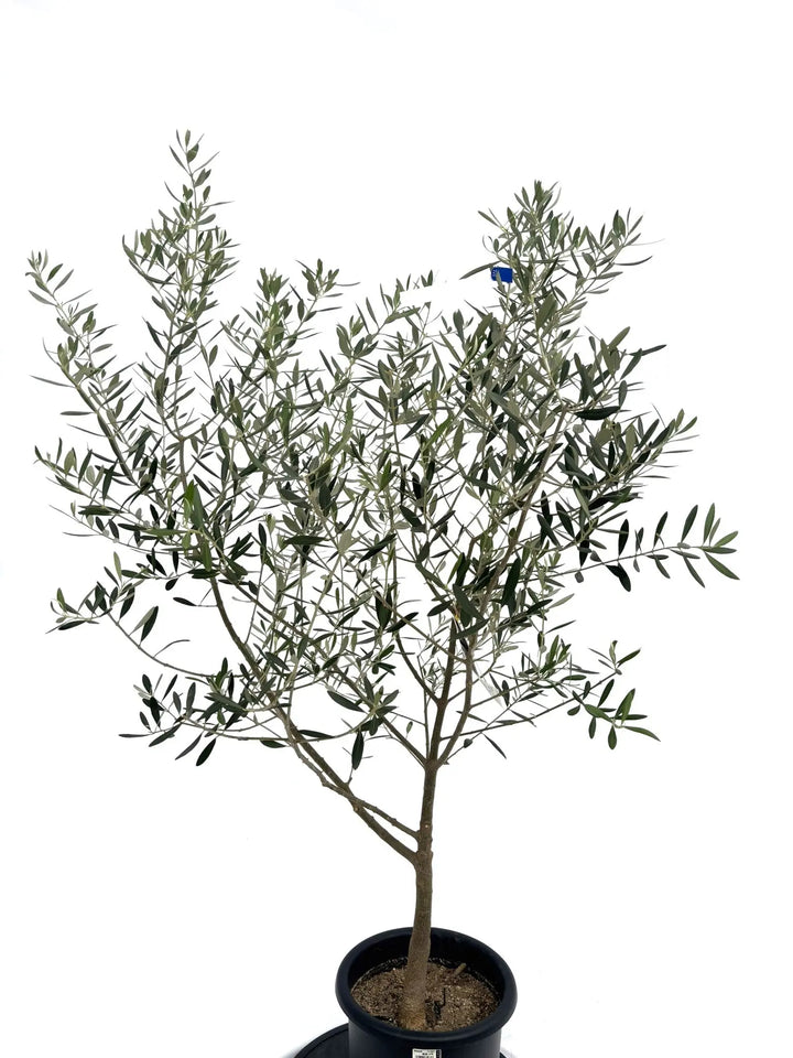 オリーブの木　ネバディロブランコ　約170cm　NO.1884　大型　現品掲載 人気・開帳型】ネバディロブランコ（オリーブの木）〈古木〉｜約180cm