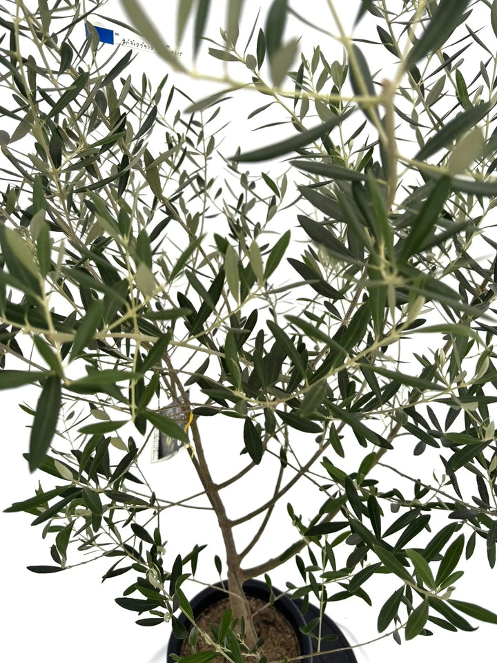 オリーブの木　ネバディロブランコ　10号　約175cm　NO.644　人気　現品 オリーブの木 ネバディロブランコ 10号 約175cm NO.644 人気