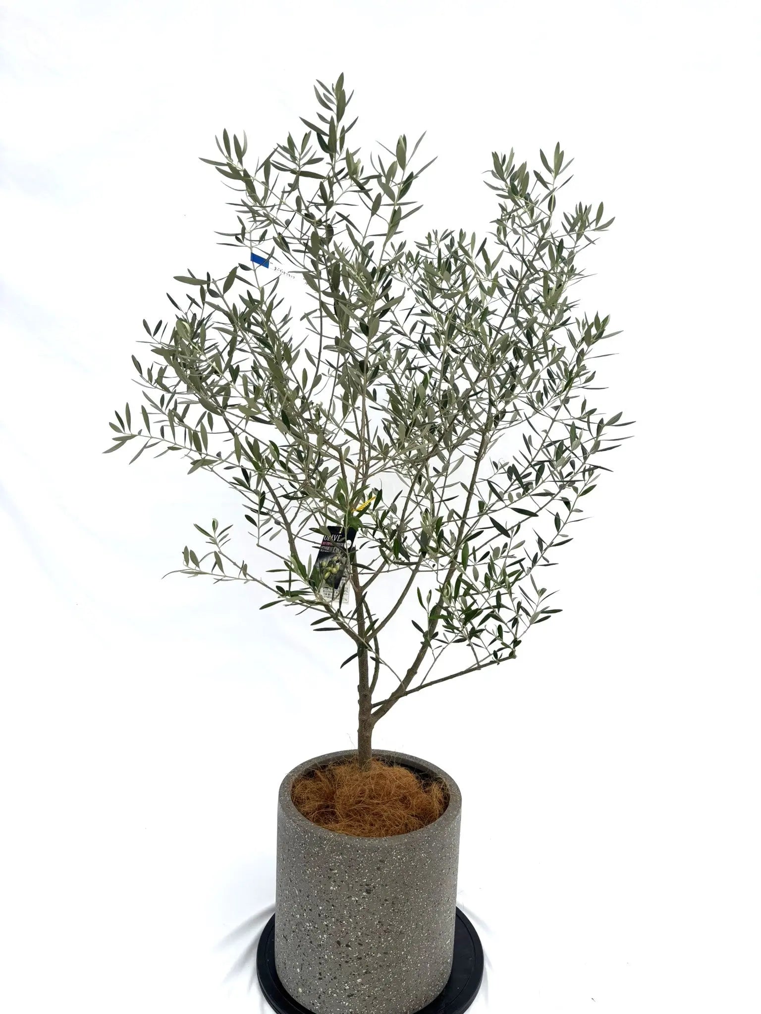 オリーブの木　ネバディロブランコ　10号　約100cm　NO.331　人気品種 ネバディロブランコ Mサイズ 約140cm NO.10315 オリーブの木 - 株式