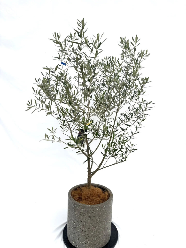 ネバディロブランコ Mサイズ 約140cm NO.10315 オリーブの木 - 株式