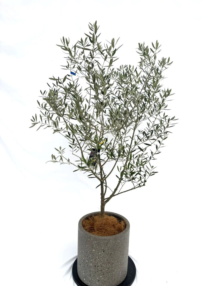 オリーブの木 ネバディロブランコ 7号 約80cm NO.518 人気品種