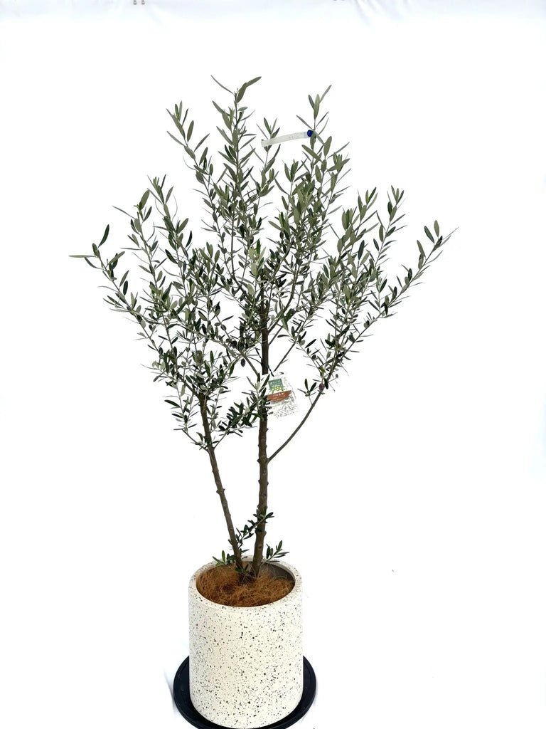 10316-4_1024x1024.jpg?v=1731476722