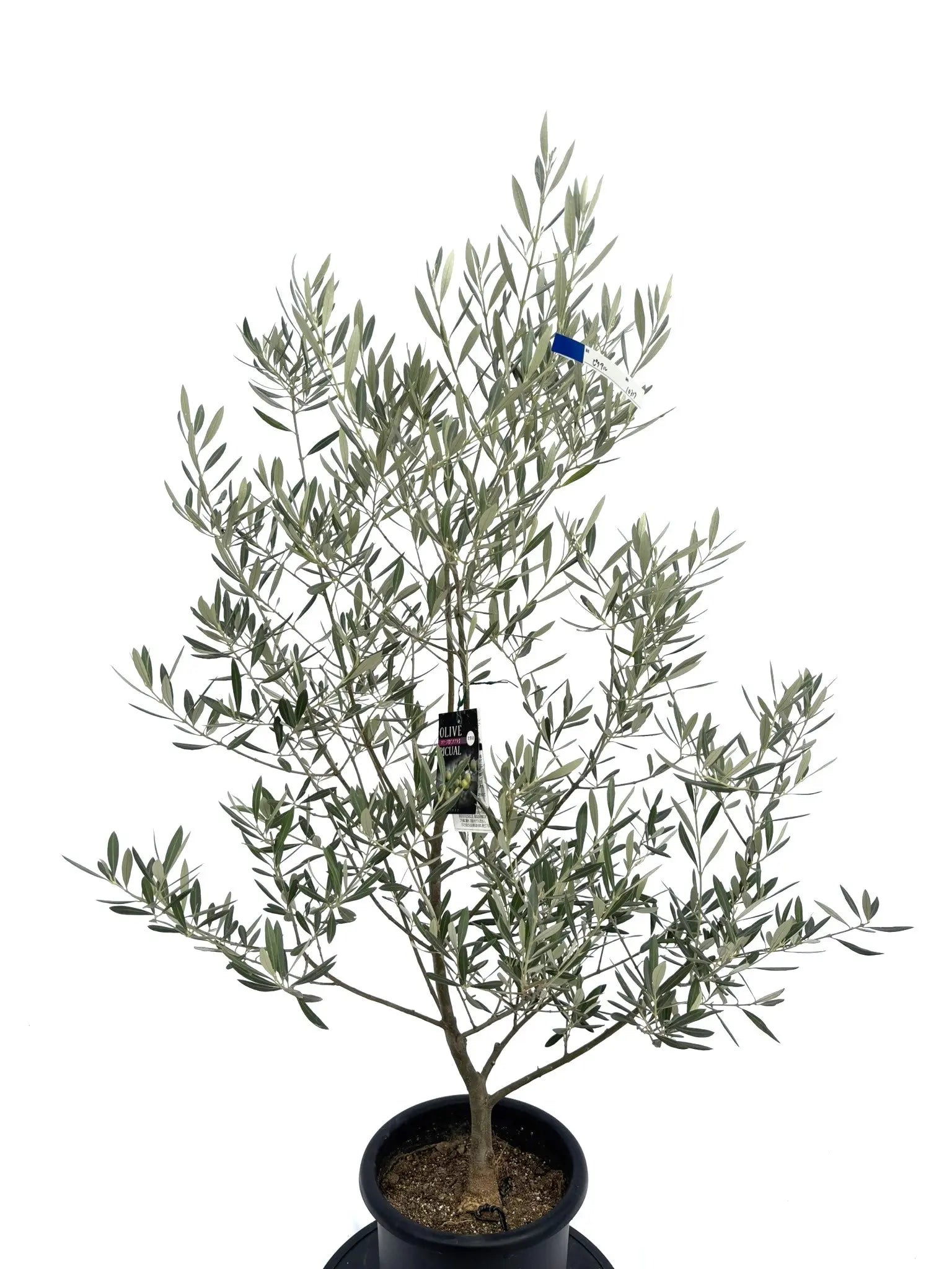 オリーブの木　ピクアル 観葉植物 オリーブ 10号 ピクアル プラスチック鉢 | 観葉植物