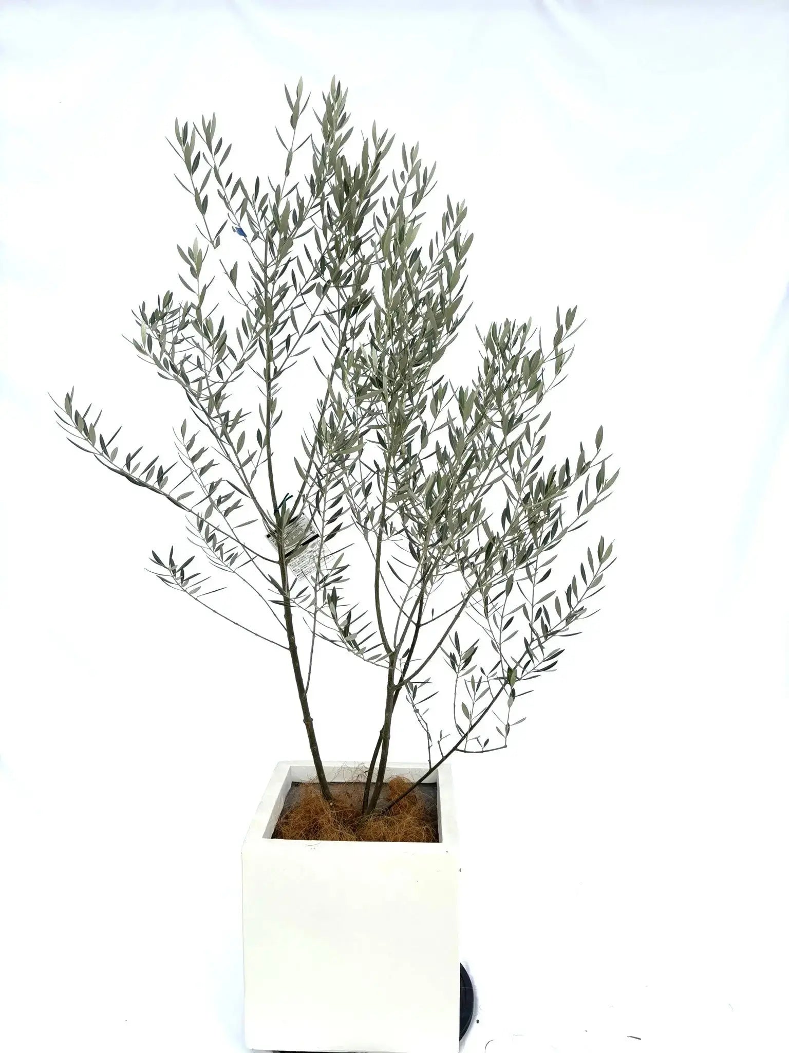 オリーブの木　ホジブランコ　10号　約160cm　NO.611　人気　現品掲載 オリーブの木 ホジブランコ 10号 約160cm NO.611 人気 現品掲載