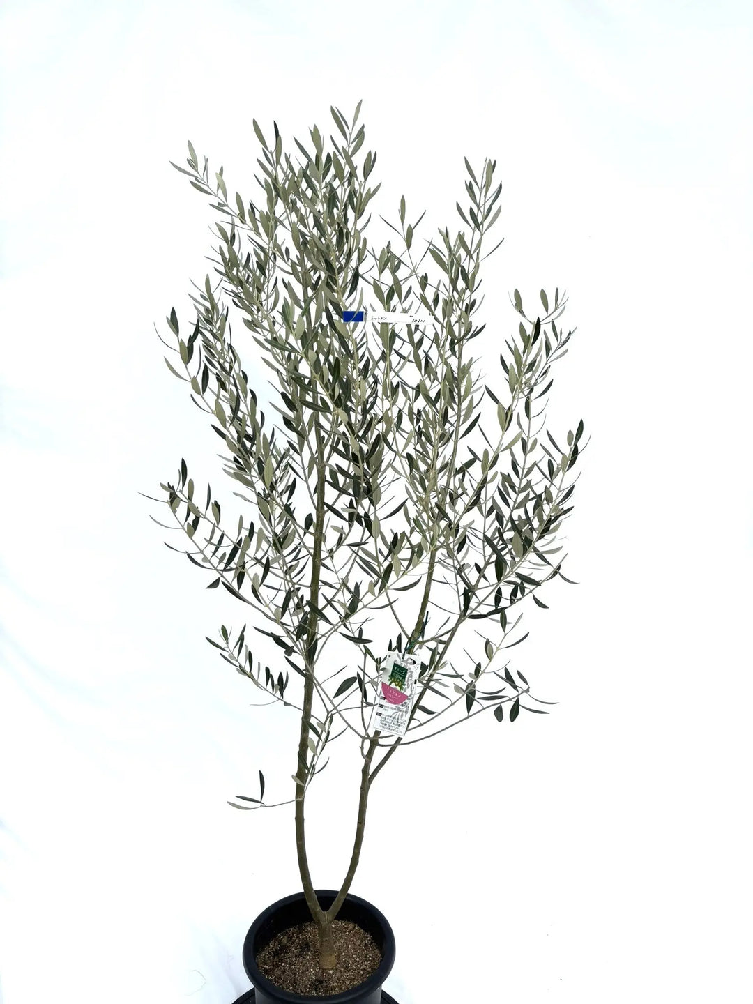 o*u様 オリーブの木,た植物/観葉植物ミッション『綺麗な樹形。全長約160㌢ olive-mission-15_1.jpg?1735003517