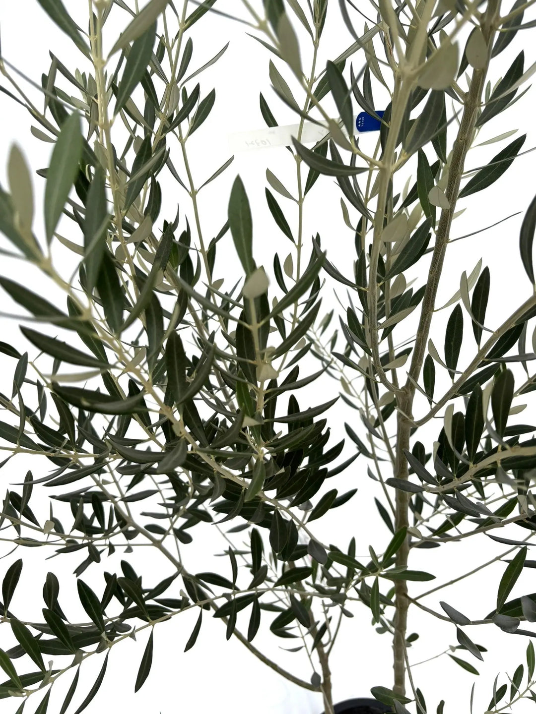 o*u様 オリーブの木,た植物/観葉植物ミッション『綺麗な樹形。全長約160㌢ オリーブの木 ミッション | 観葉植物 | 送料無料でお届け