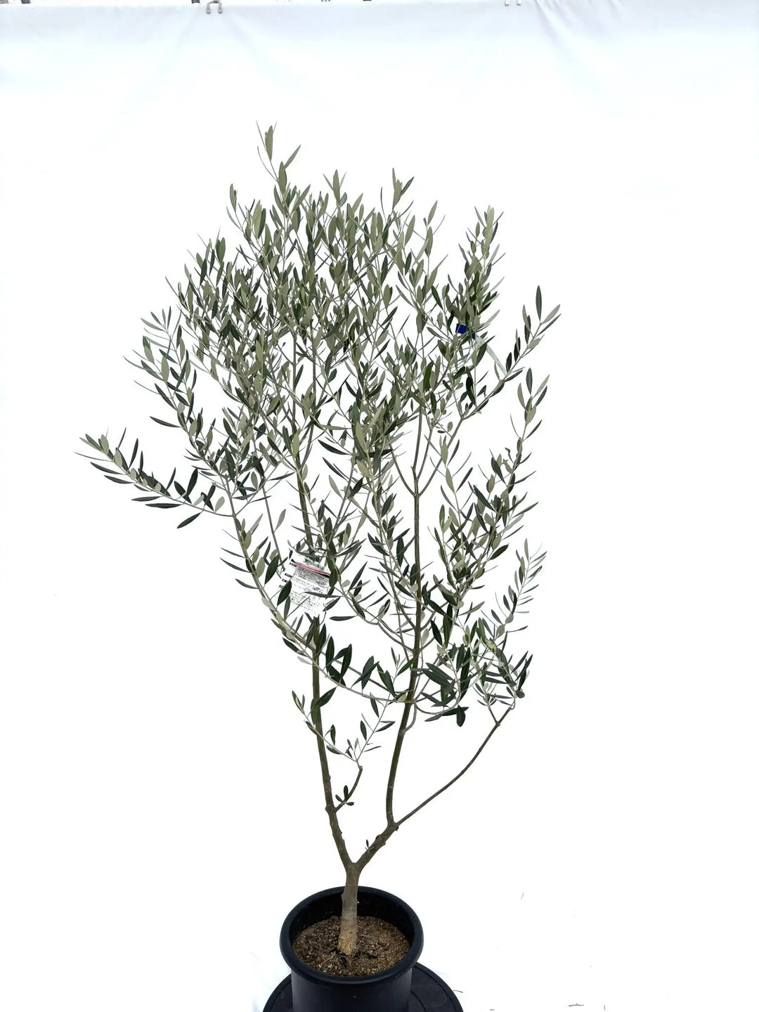 ミッション Mサイズ 約160cm NO.10322 オリーブの木 - 株式会社鶴亀園