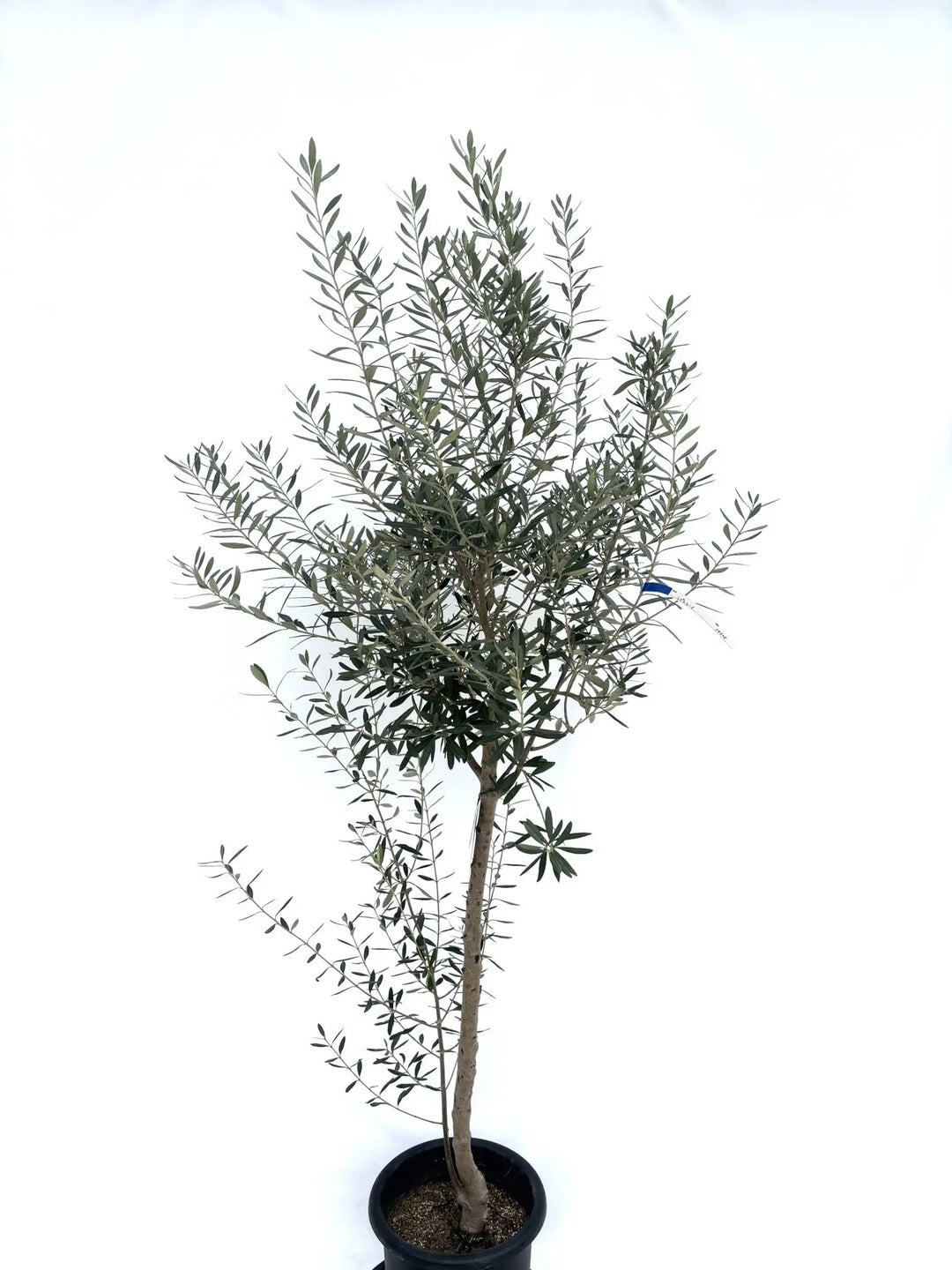 シプレシーノ Lサイズ 約200cm NO.10325 オリーブの木 - 株式会社鶴亀園