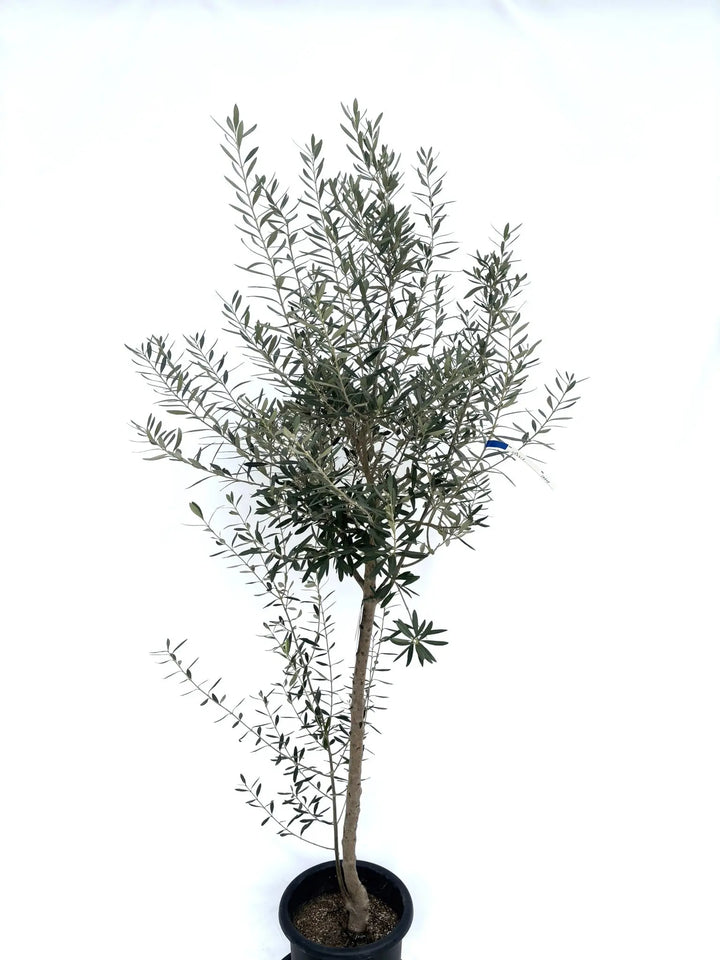 シプレシーノ Lサイズ 約200cm NO.10325 オリーブの木 - 株式会社鶴亀園