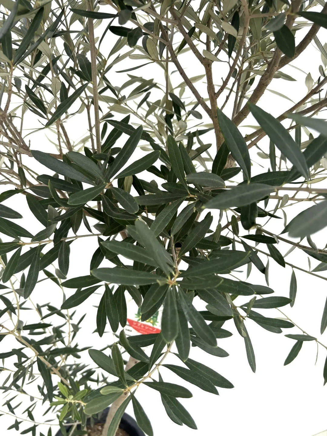 シプレシーノ Lサイズ 約200cm NO.10325 オリーブの木 - 株式会社鶴亀園