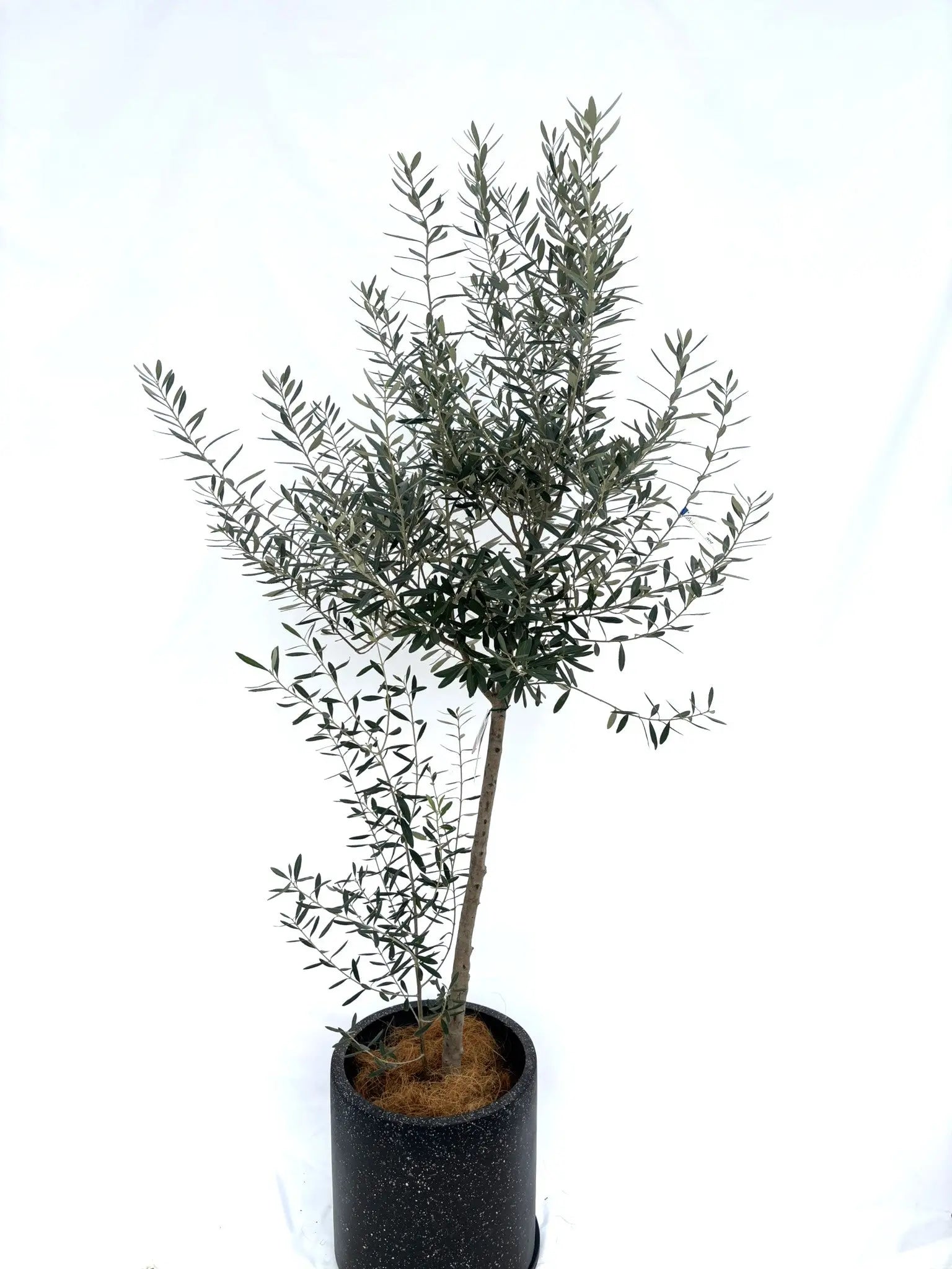 シプレシーノ Lサイズ 約200cm NO.10325 オリーブの木 - 株式会社鶴亀園