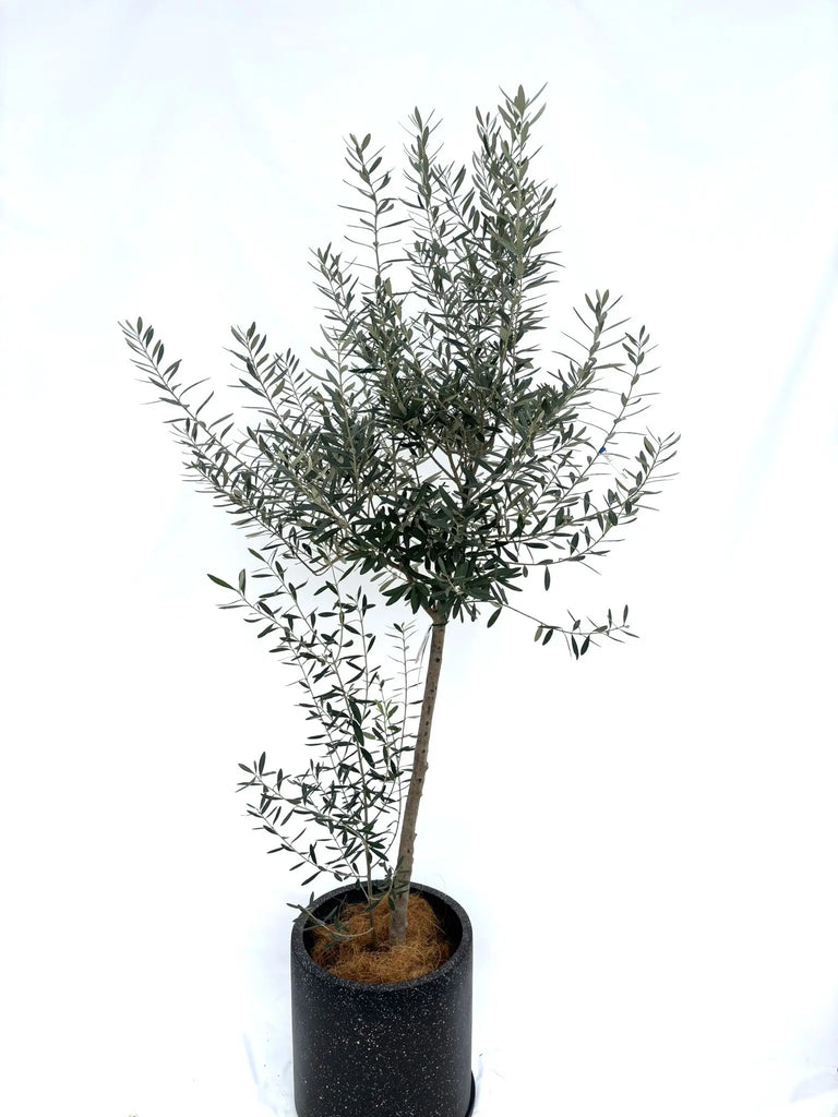シプレシーノ Lサイズ 約200cm NO.10325 オリーブの木 - 株式会社鶴亀園