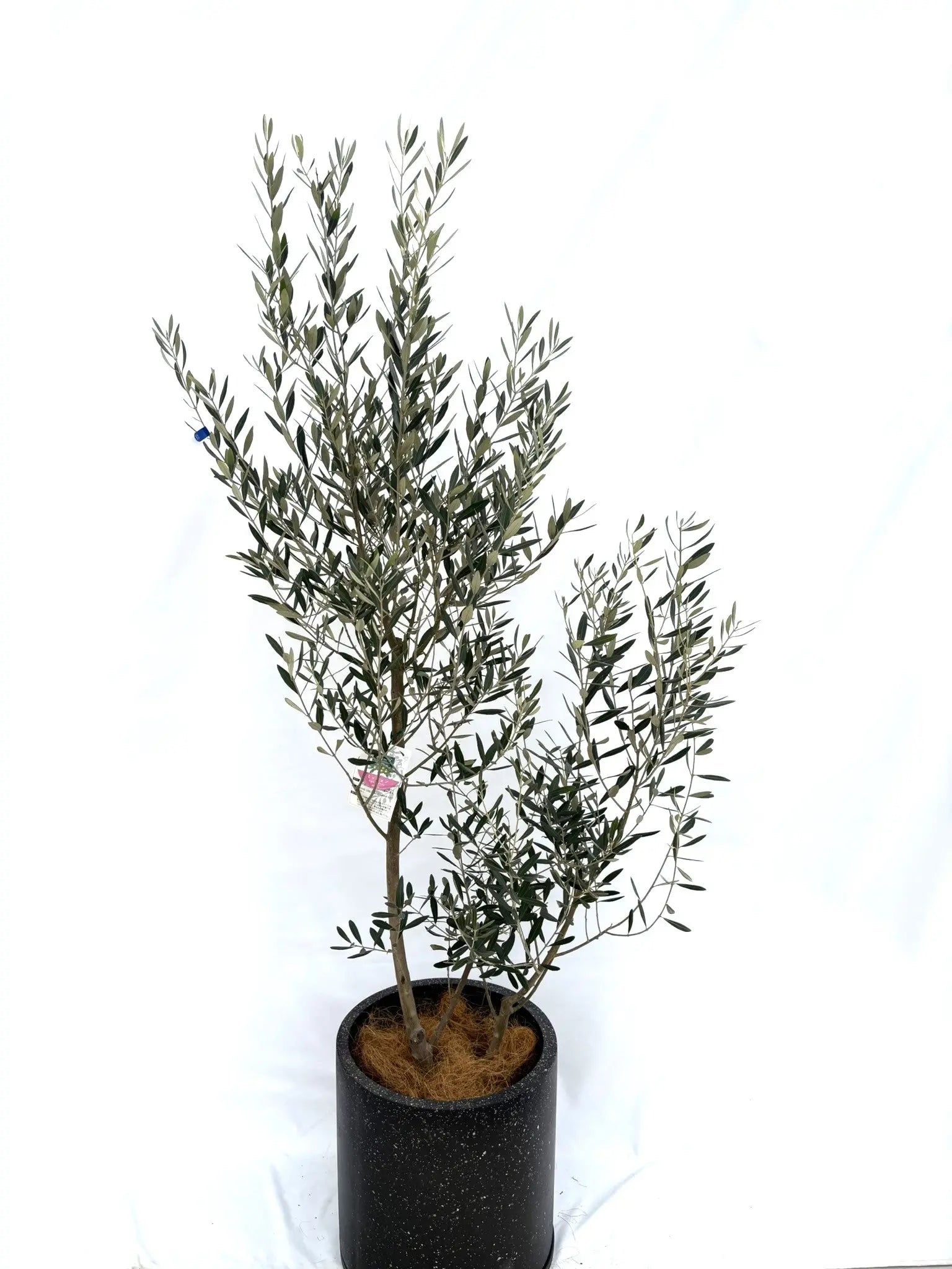 オリーブの木 ミッション【引取り限定】 ミッション Lサイズ 約190cm NO.10329 オリーブの木 - 株式会社