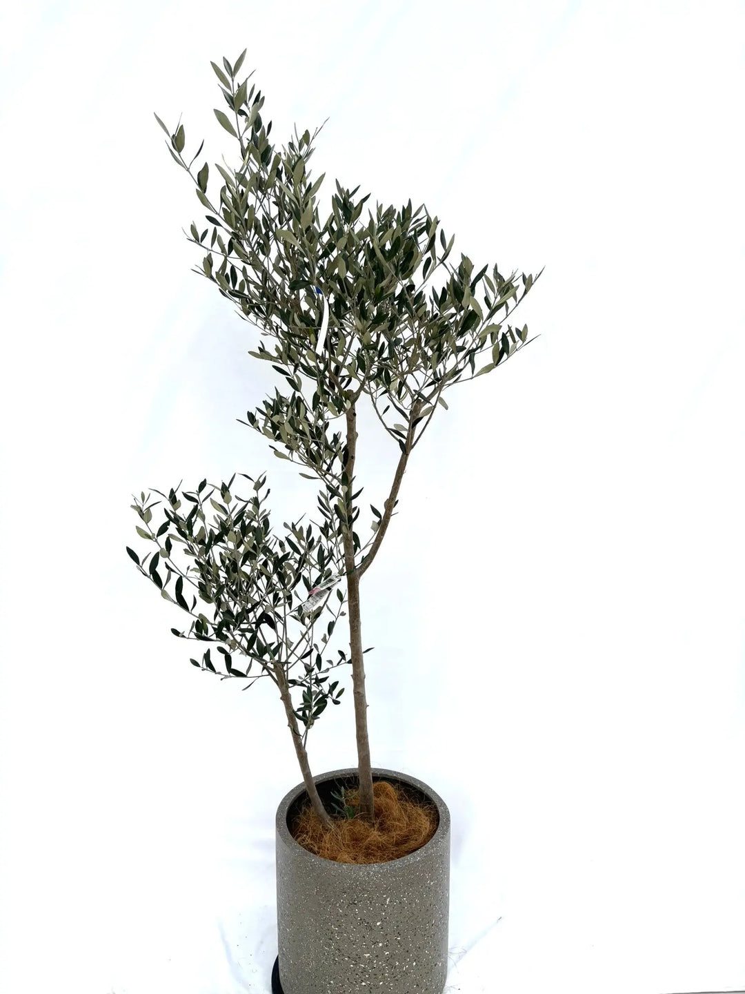 o*u様 オリーブの木,た植物/観葉植物ミッション『綺麗な樹形。全長約160㌢ 観葉植物 オリーブの木 10号 ミッション セドナロング 墨 付き
