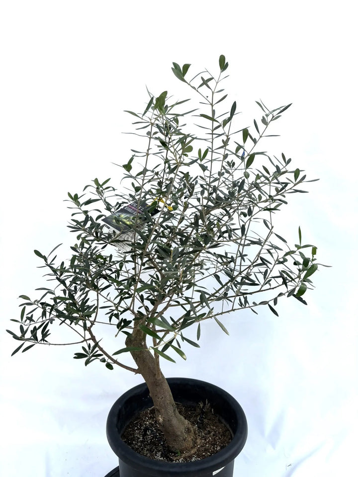 ネバディロブランコ Lサイズ 約100cm NO.10331 オリーブの木