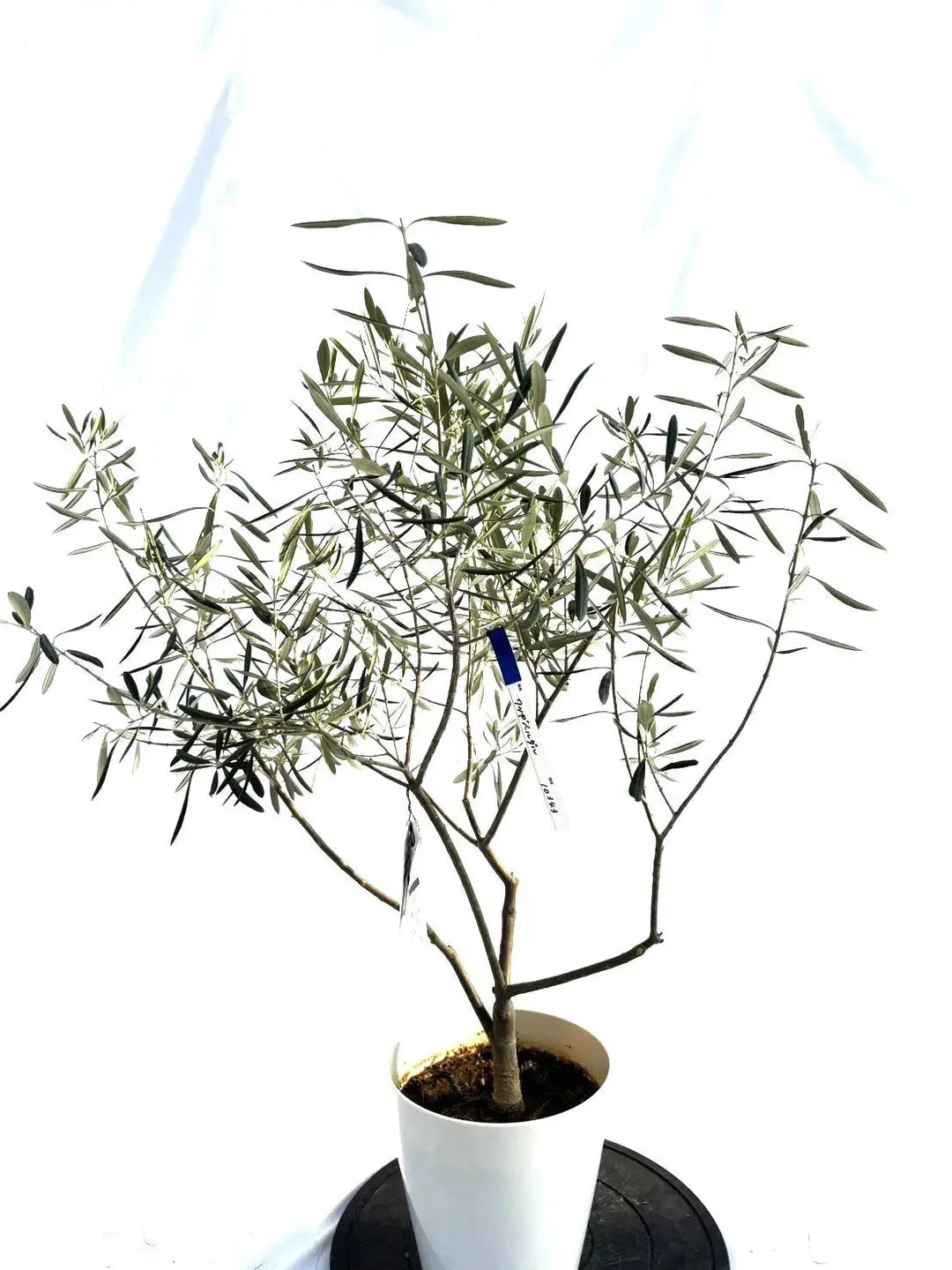 オリーブの木　ワッガベルダル　6号　80cm　NO.166　希少品種　観葉植物 オリーブの木 ワッガベルダル 6号 80cm NO.166 希少品種 観葉