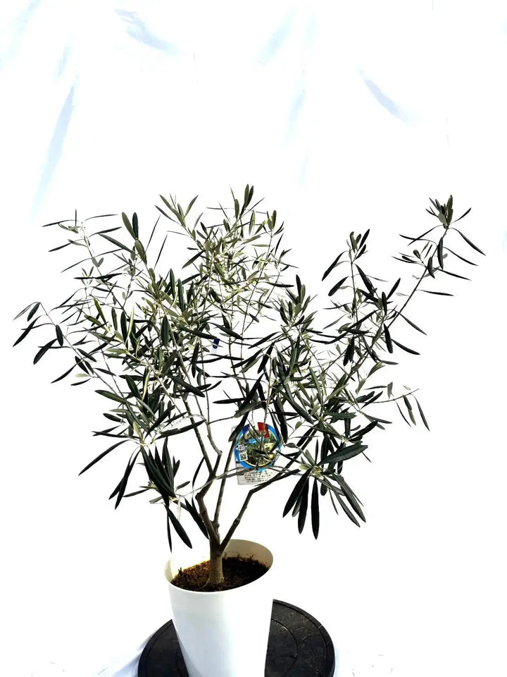 オリーブの木　ワッガベルダル　6号　60cm　NO.167　希少品種　観葉植物 珍しい品種♡ 編み込み 盆栽♪ オリーブの木 6号スリット鉢