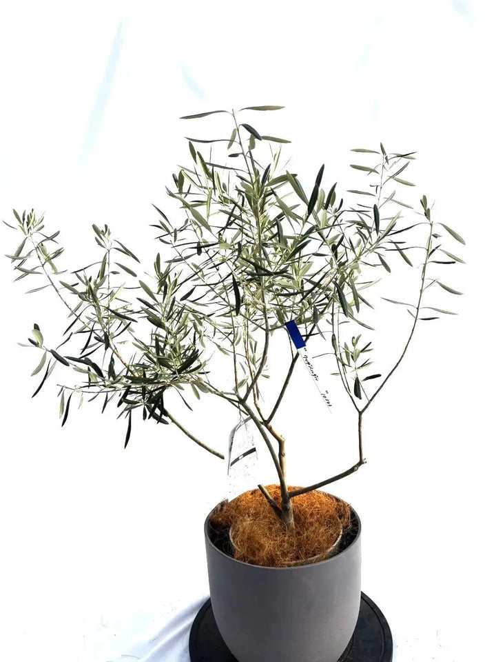 オリーブの木 ワッガベルダル 6号 80cm NO.166 希少品種 観葉植物