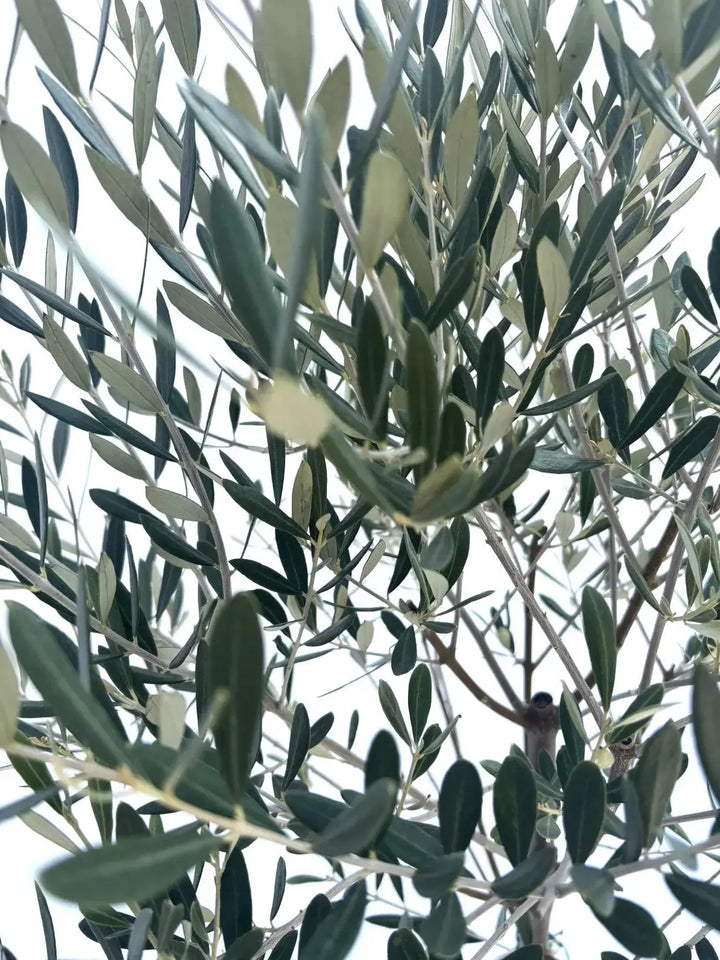 ミッション Mサイズ 約150cm NO.10345 オリーブの木 - 株式会社