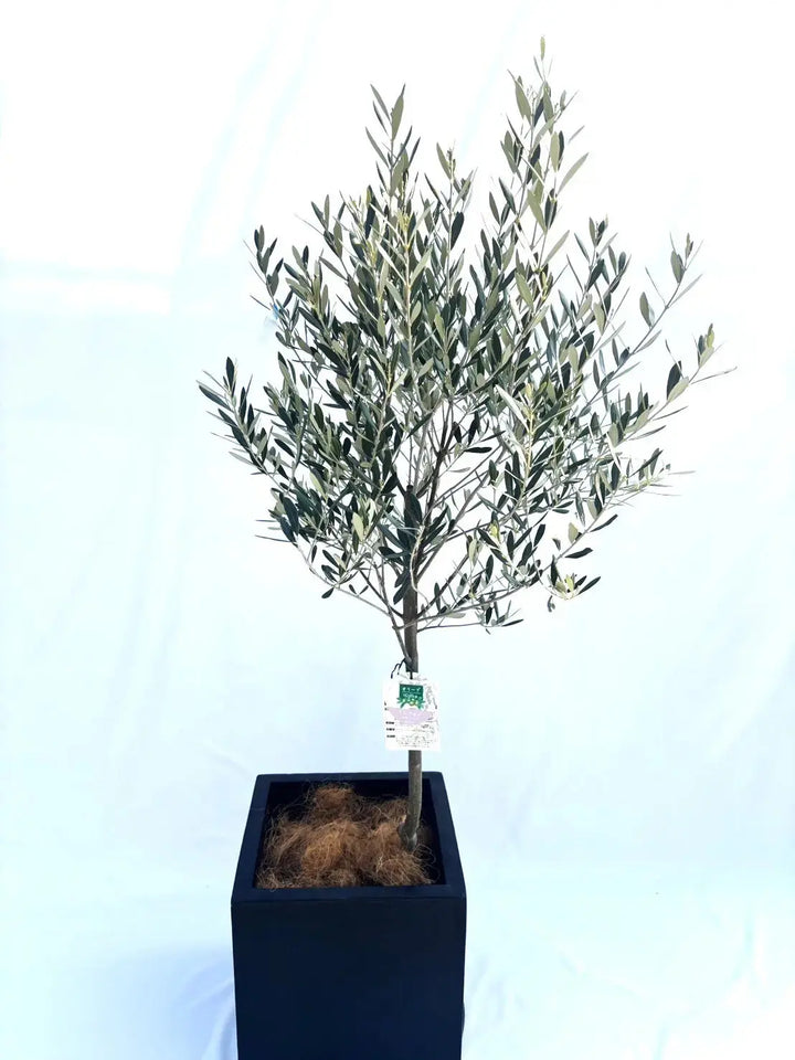 ミッション Mサイズ 約150cm NO.10345 オリーブの木 - 株式会社