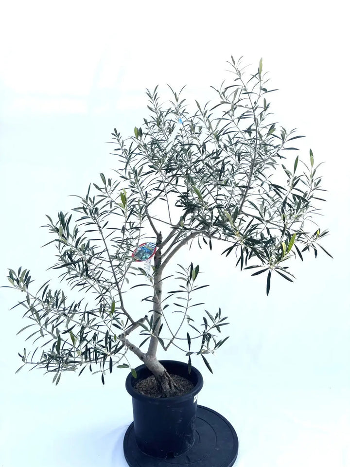 エルグレコ Mサイズ 約120cm NO.10346 オリーブの木 - 株式会社鶴亀園