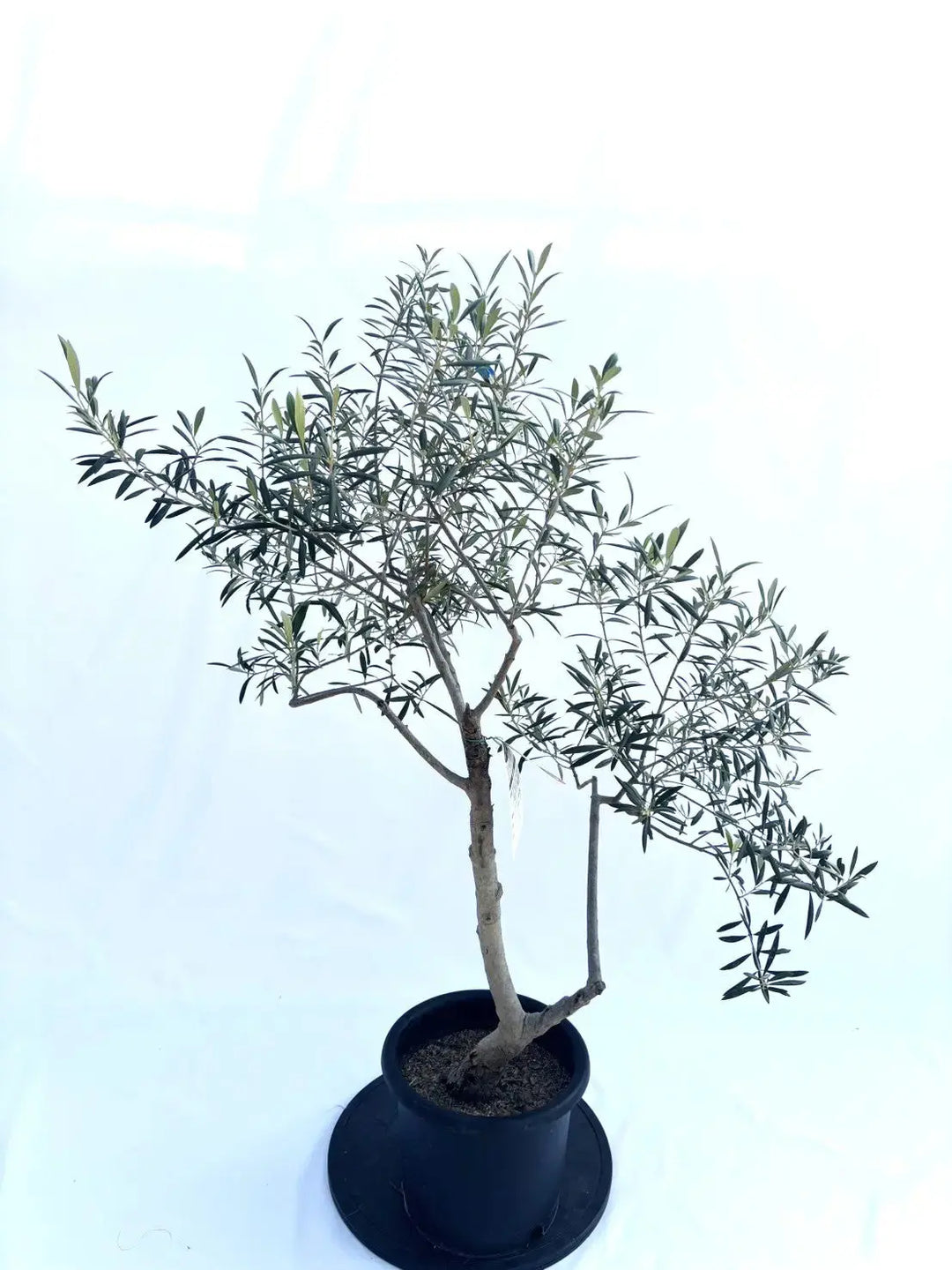 10346-2_1080x.jpg?v=1744254483