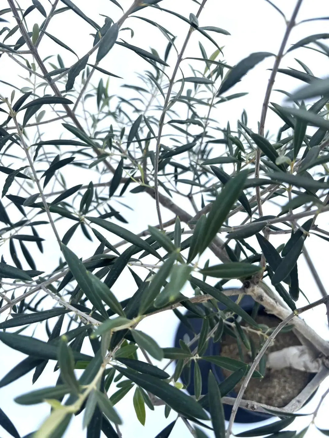 エルグレコ Mサイズ 約120cm NO.10346 オリーブの木 - 株式会社鶴亀園