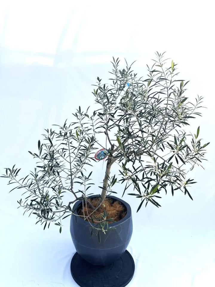 エルグレコ Mサイズ 約120cm NO.10346 オリーブの木 - 株式会社