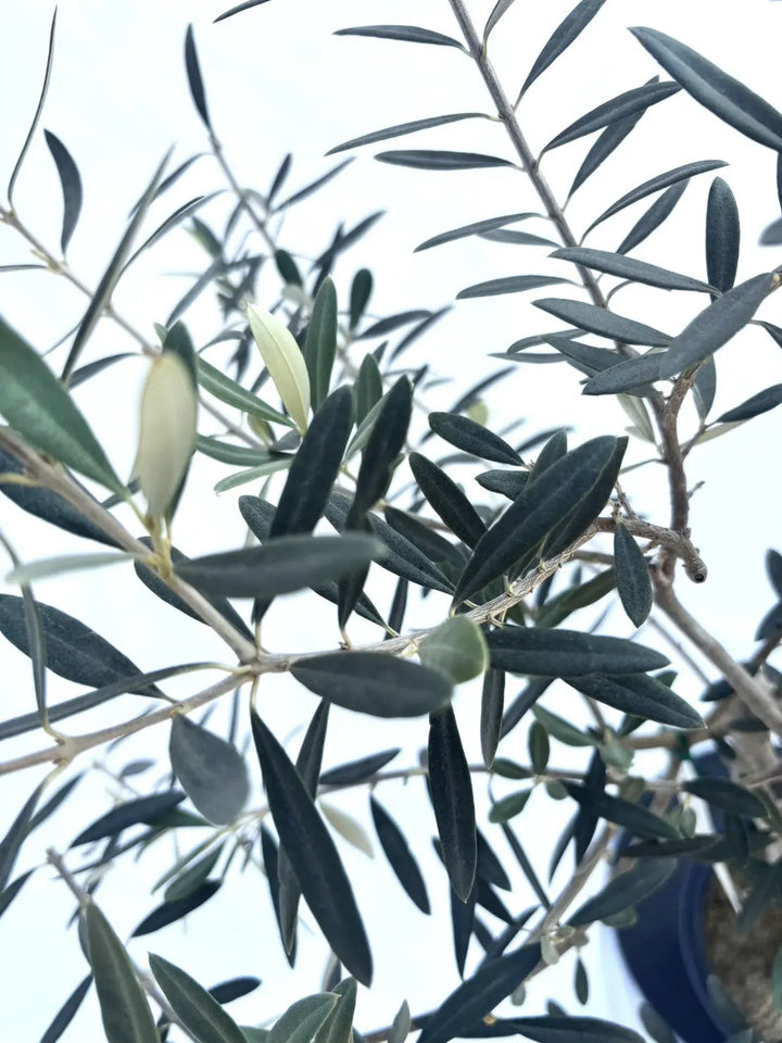 ホワイト Mサイズ 約135cm NO.10348 オリーブの木 - 株式会社鶴亀園