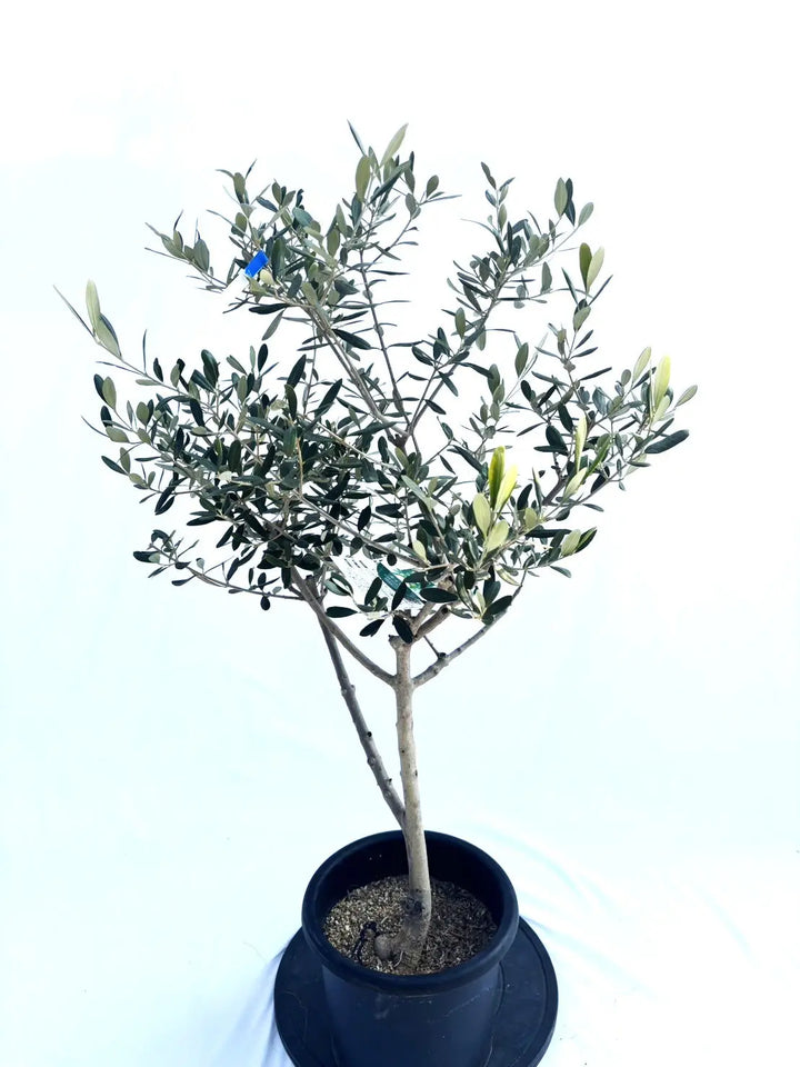 ルッカ Mサイズ 約110cm NO.10349 オリーブの木 - 株式会社鶴亀園