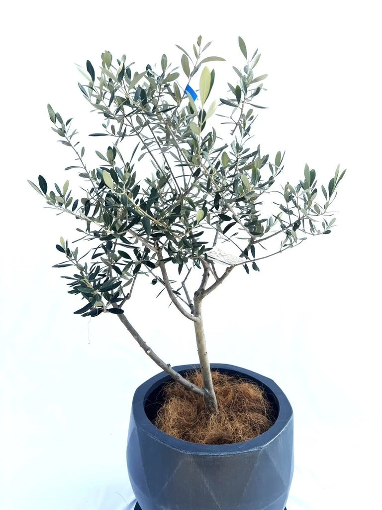 オリーブの木　ルッカ　10号　約140cm　K-168　人気品種　一点物 ルッカ Lサイズ 約140cm K-168 オリーブの木 人気品種 - 株式