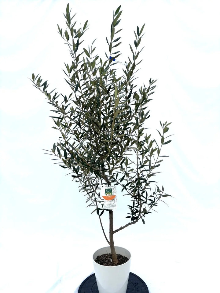 観葉植物 オリーブの木 ひなかぜ 8号 約170cm K-227 現品掲載 オリーブ