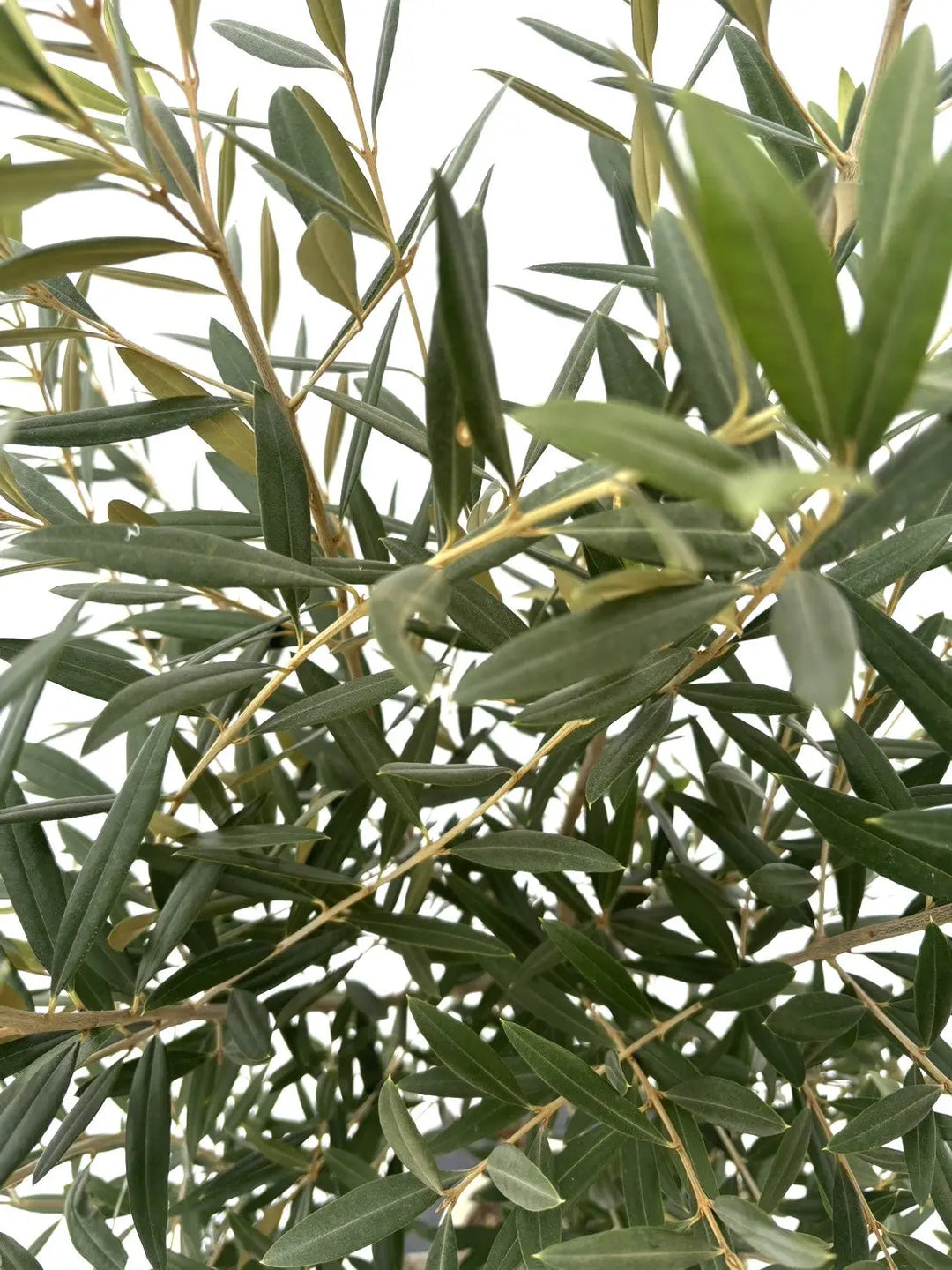 ひなかぜ Sサイズ 約150cm NO.10357 オリーブの木 - 株式会社鶴亀園