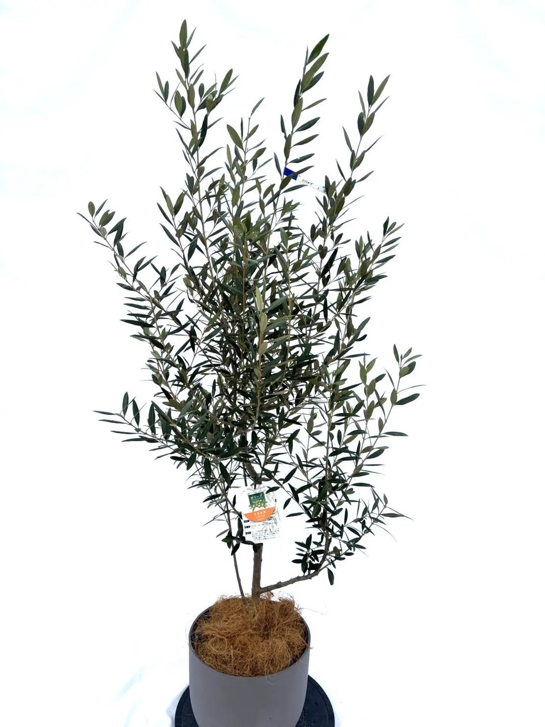 ひなかぜ Sサイズ 約150cm NO.10357 オリーブの木 - 株式会社鶴亀園