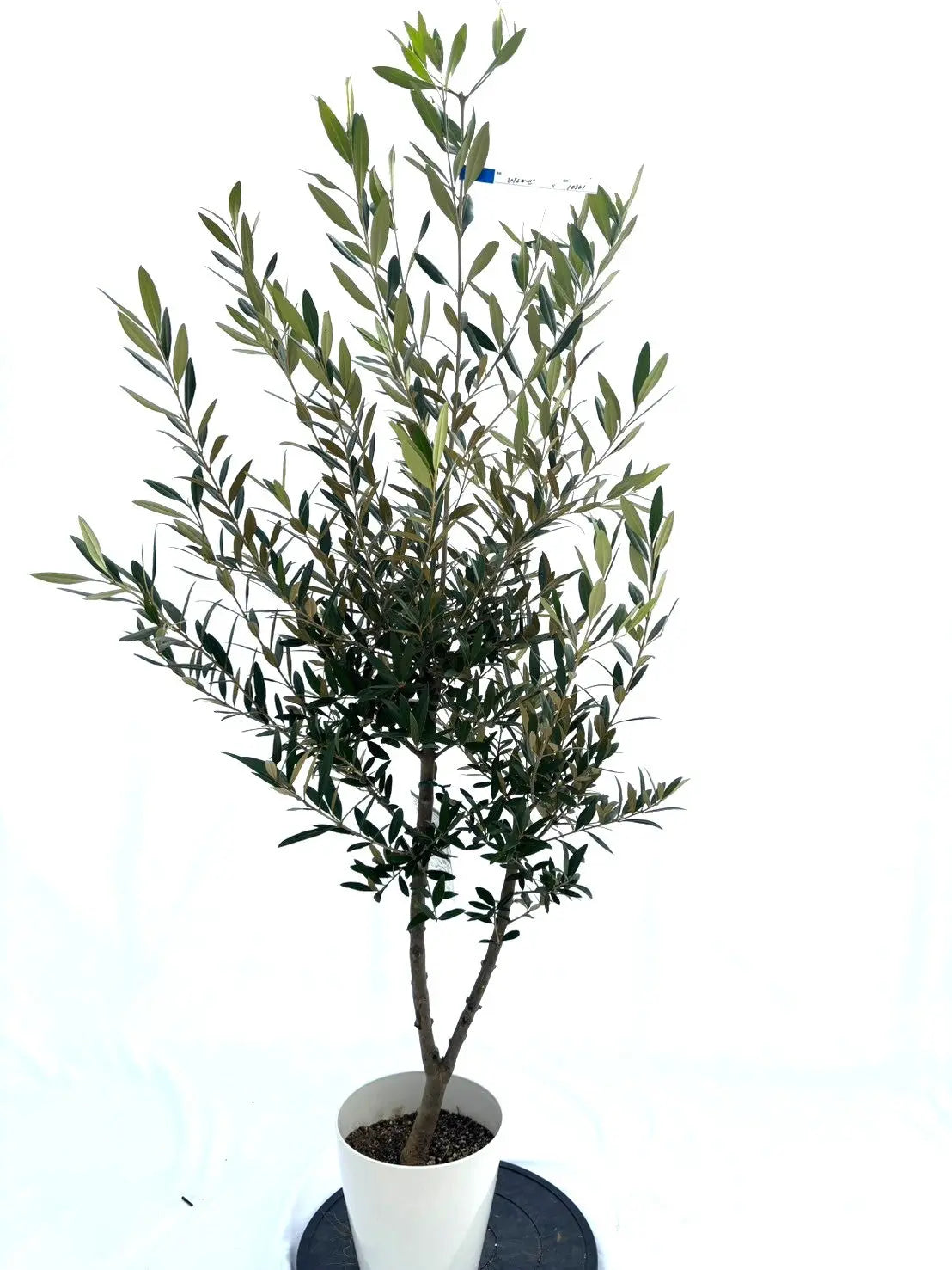 オリーブ（ひなかぜ） オリーブ：ひなかぜ（HINAKAZE）3.5号ポット の通販 | 園芸ネット