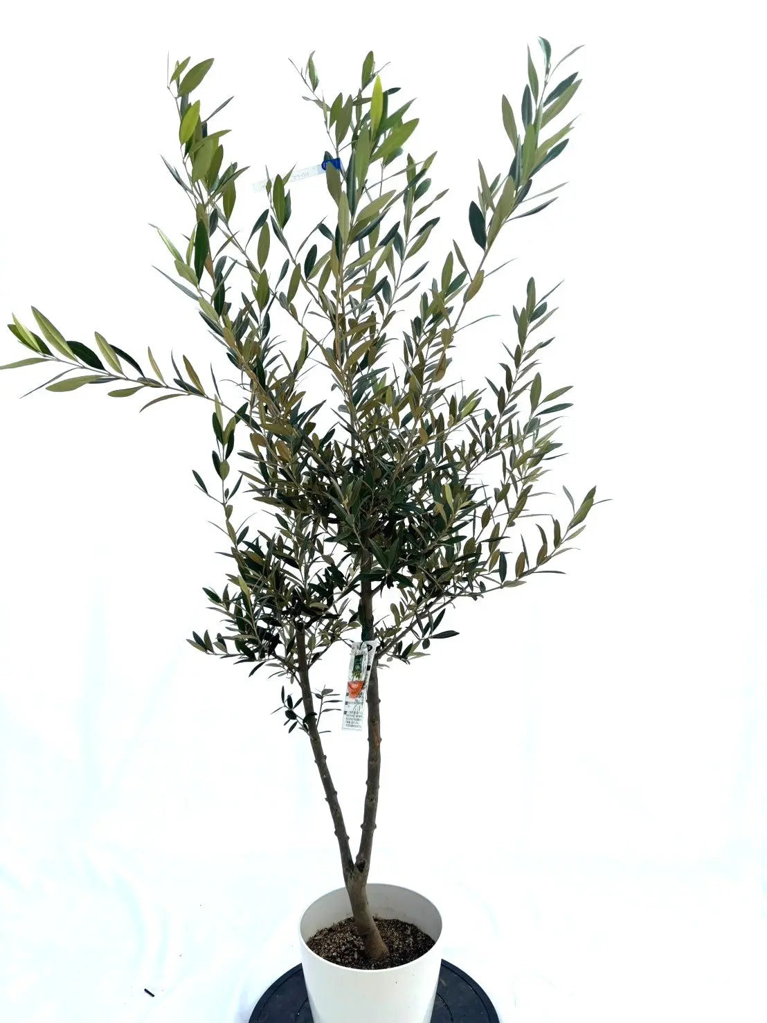 オリーブ（ひなかぜ） ひなかぜ（オリーブの木）｜Mサイズ｜K-231｜約150cm｜初心者