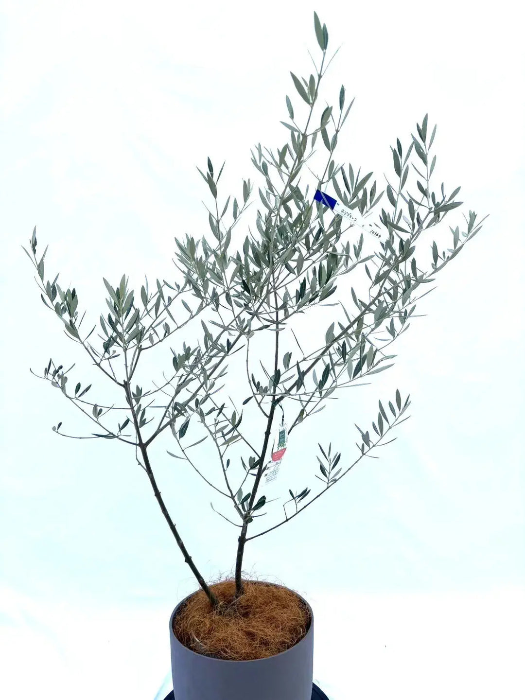 ホジブランコ Sサイズ 約130cm NO.10364 オリーブの木 - 株式会社鶴亀園