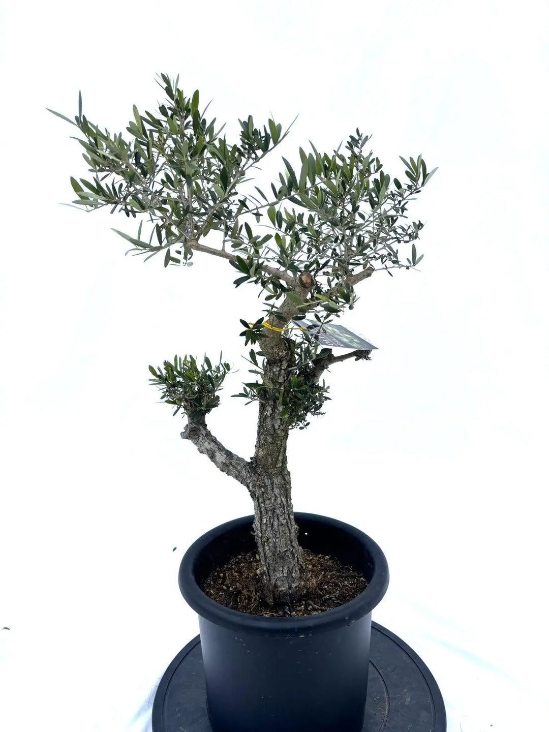 ネバディロブランコ Mサイズ 約80cm NO.10368 オリーブの木