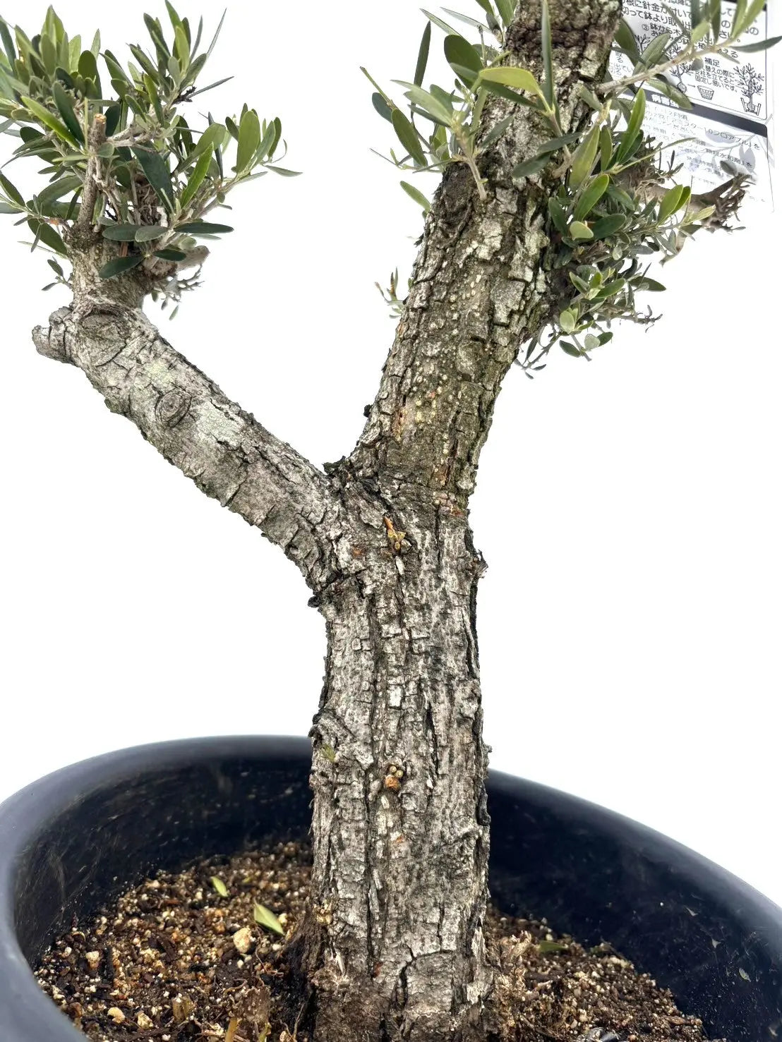 ネバディロブランコ Mサイズ 約80cm NO.10368 オリーブの木 - 株式会社