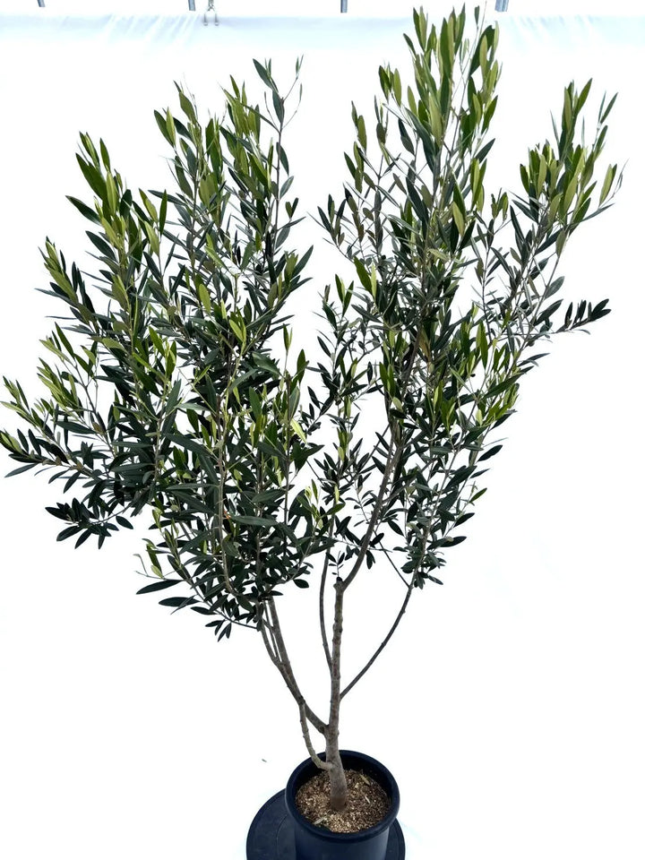 ひなかぜ Mサイズ 約180cm NO.10372 オリーブの木 - 株式会社鶴亀園
