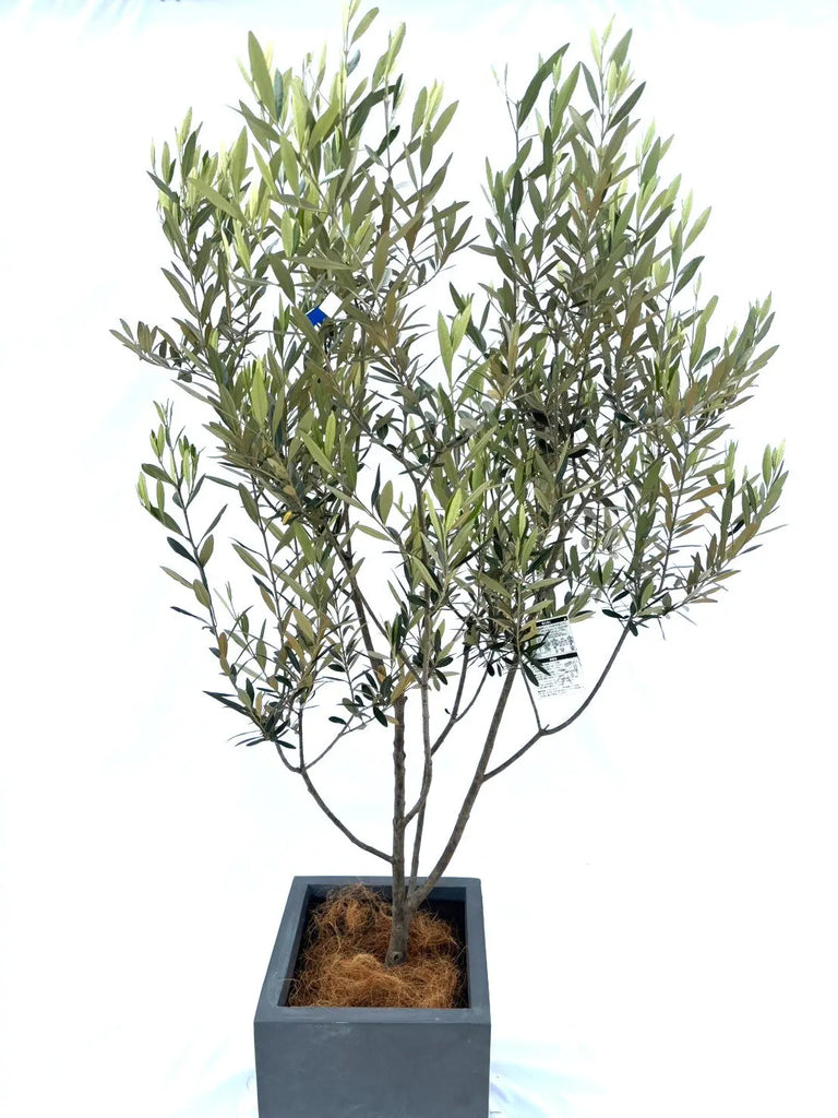 10372-4_1024x1024.jpg?v=1738642586