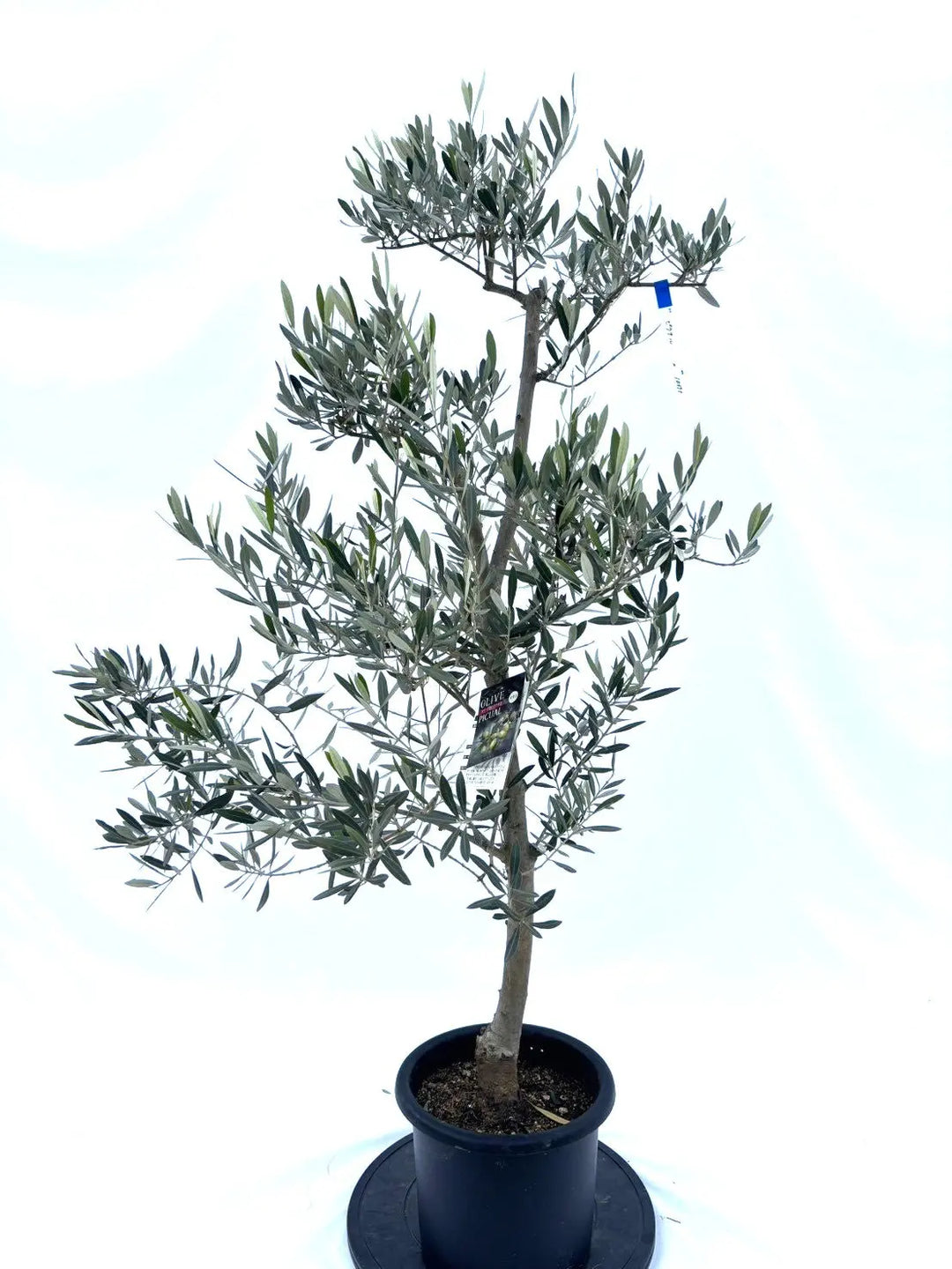 ピクアル Mサイズ 約140cm NO.10375 オリーブの木 - 株式会社鶴亀園